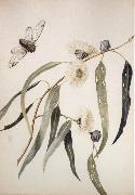 Louisa Anne Meredith Study for gum flowers and Love china oil painting artist